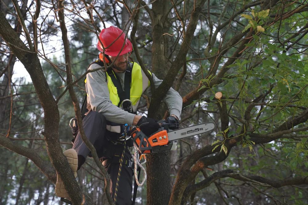Person trimming a tree with a chainsaw, wearing a helmet and safety vest.